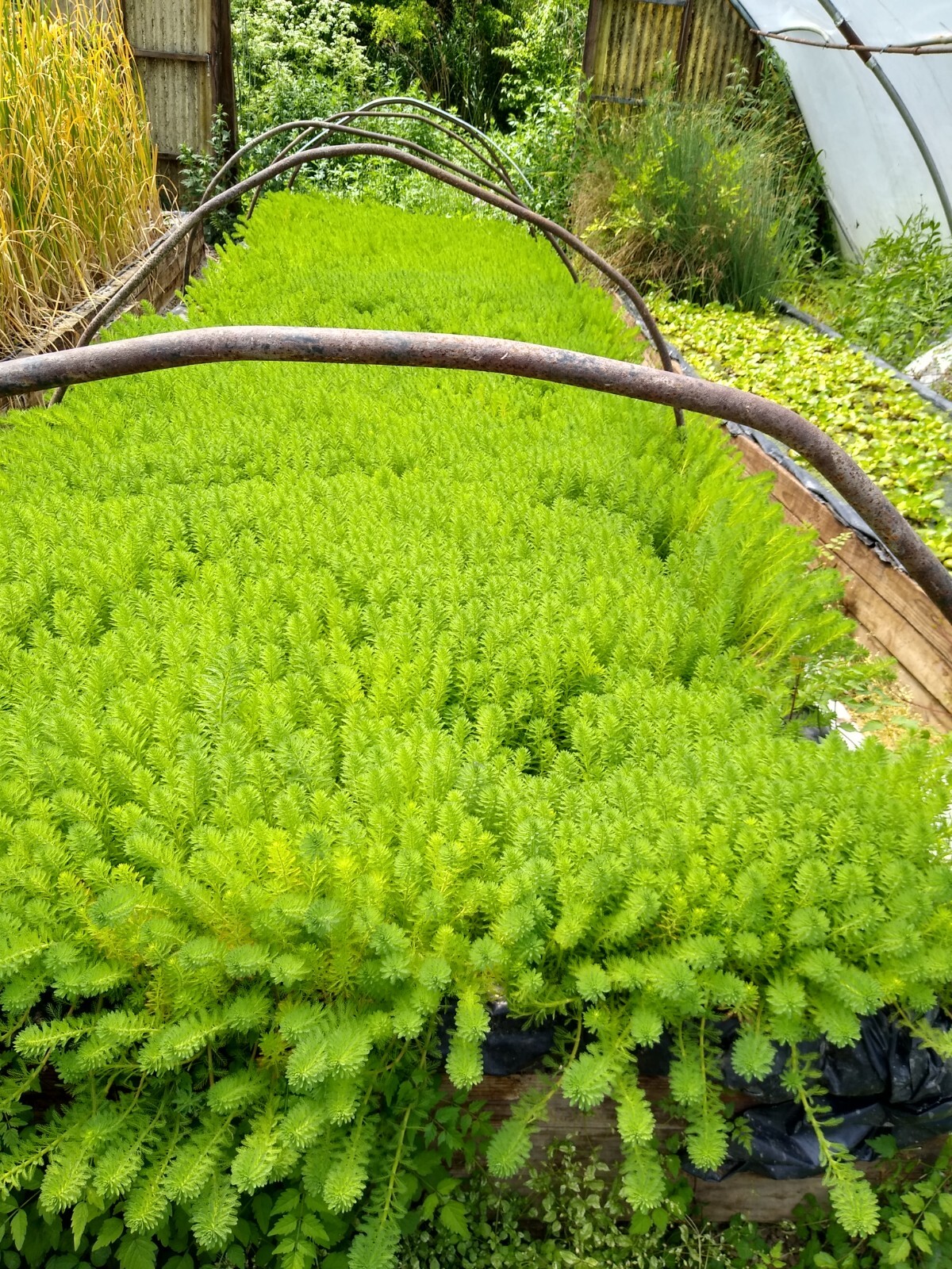 “50” HELEN’S WATER HYACINTH,KOI,POND,PLANT,ORGANIC,GROWN