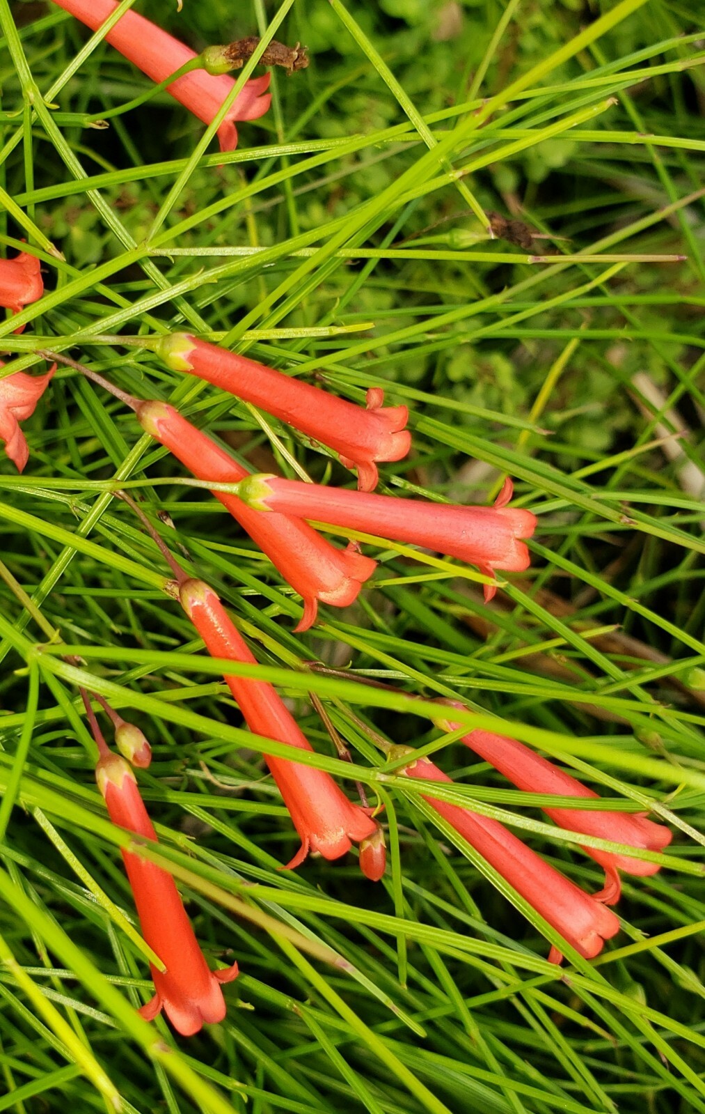 FIRECRACKER FERN Red Flowers Bush Low full green Ground Cover – 10 Cuttings