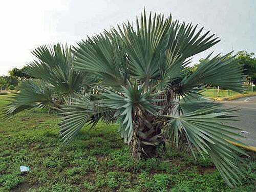 Brahea armata | Blue Hesper Palm | Gray Goddess | 5 Seeds