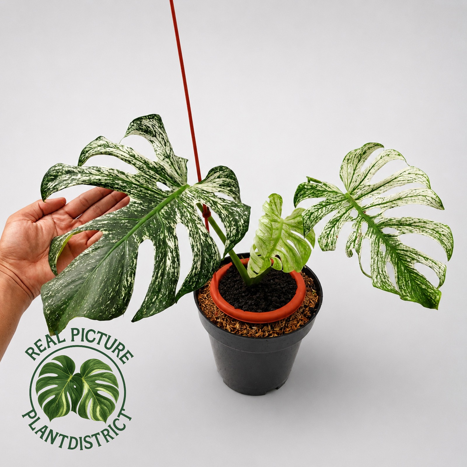 Real Photo Monstera Deliciosa Devil Monster Variegated Free Phyto