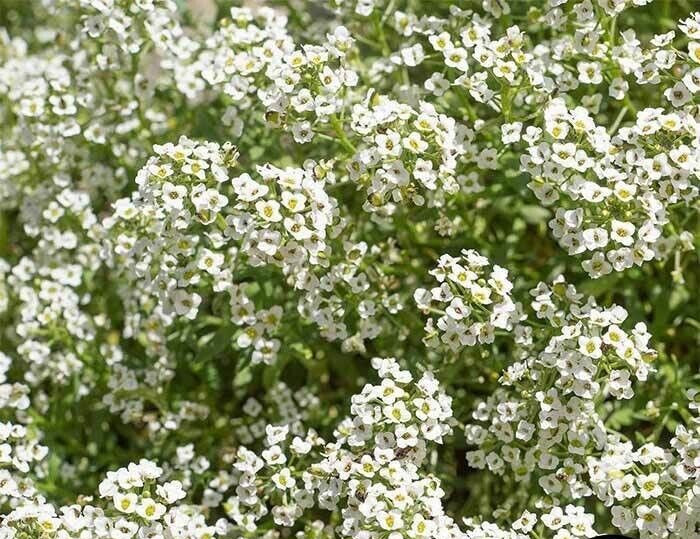 Alyssum Seeds – Carpet of Snow_ Heirlooms. 500.mg