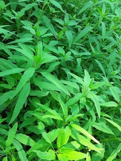Papalo Quelite-pipicha – Chepiche–Porophyllum linaria–200 Seeds