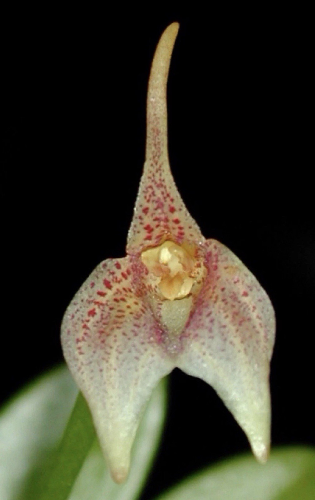 Masdevallia guttulata