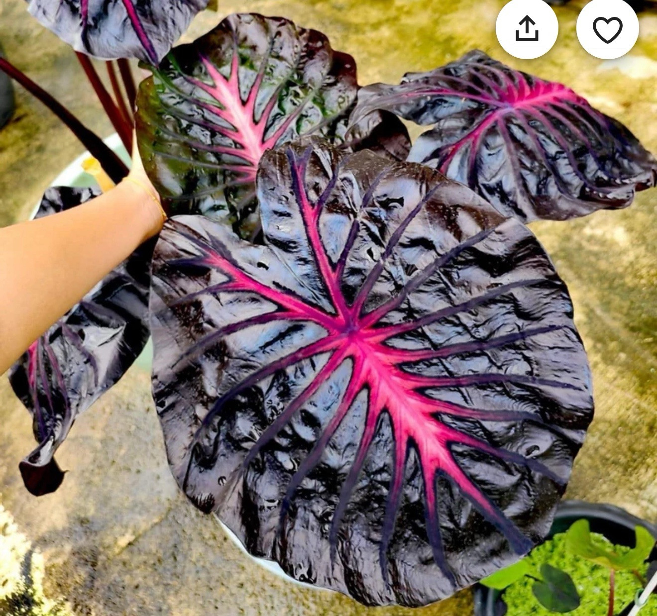 Black Lava – Colocasia esculenta- Elephant Ear – SMALL ROOTED STARTER Plant