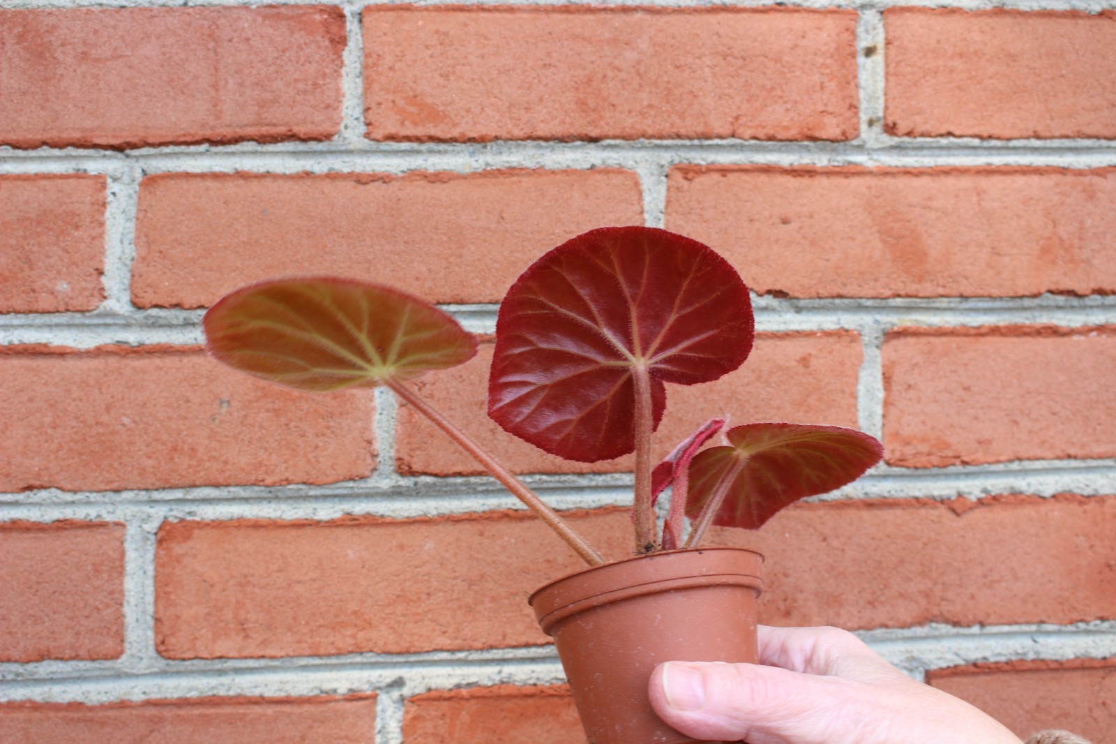 begonia acetosa