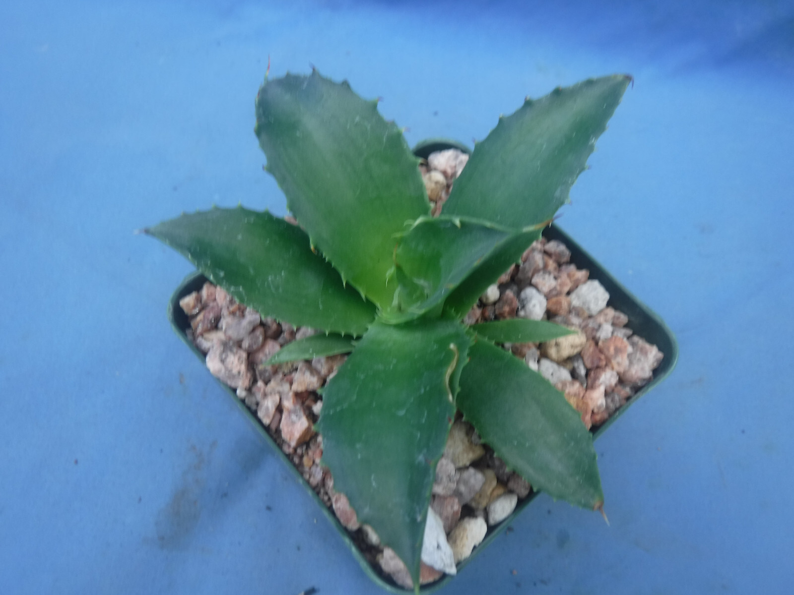 Agave “ShawPot” Starter Plant! HUGE Red Teeth! Incredible Hybrid! RARE! 3″-4″ Wd
