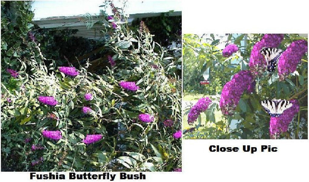 Fushia Red Butterfly Bush Shrub 500 + Seeds USA Home Grown Seller