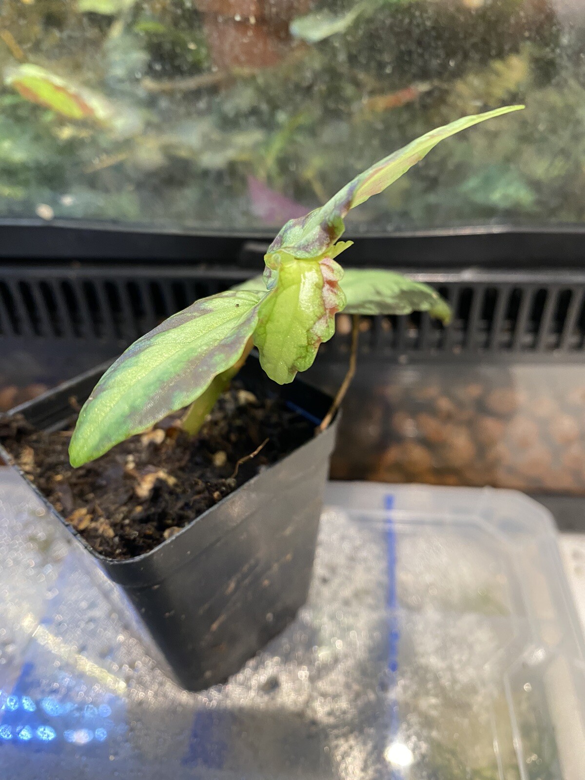 Begonia Watermelon pellionia Repens plant’s