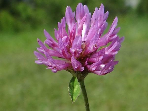 Trifolium pratense | Mammoth Red Clover | Red Clover | 100 Seeds