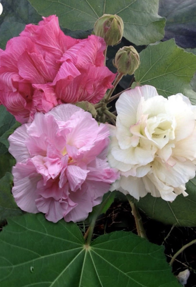 Hibiscus Rose of Sharon Pink & White Flowering Shrub Plant, 1 Pack