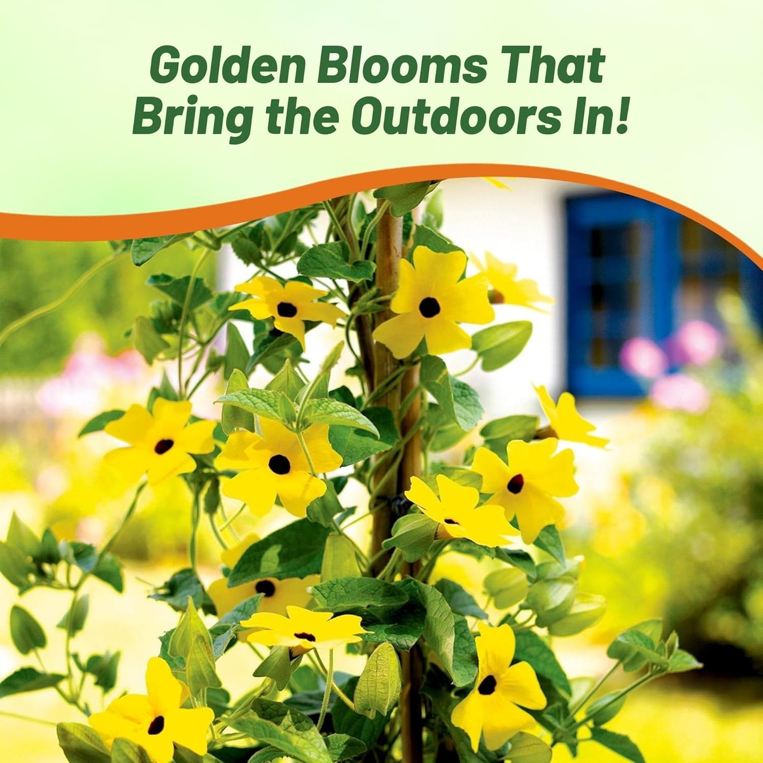 200 Seeds Thunbergia Seeds – Yellow Black Eyed Susan Vine Flower Seed