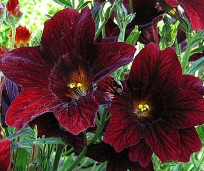 50+ Salpiglossis Black Trumpets seeds