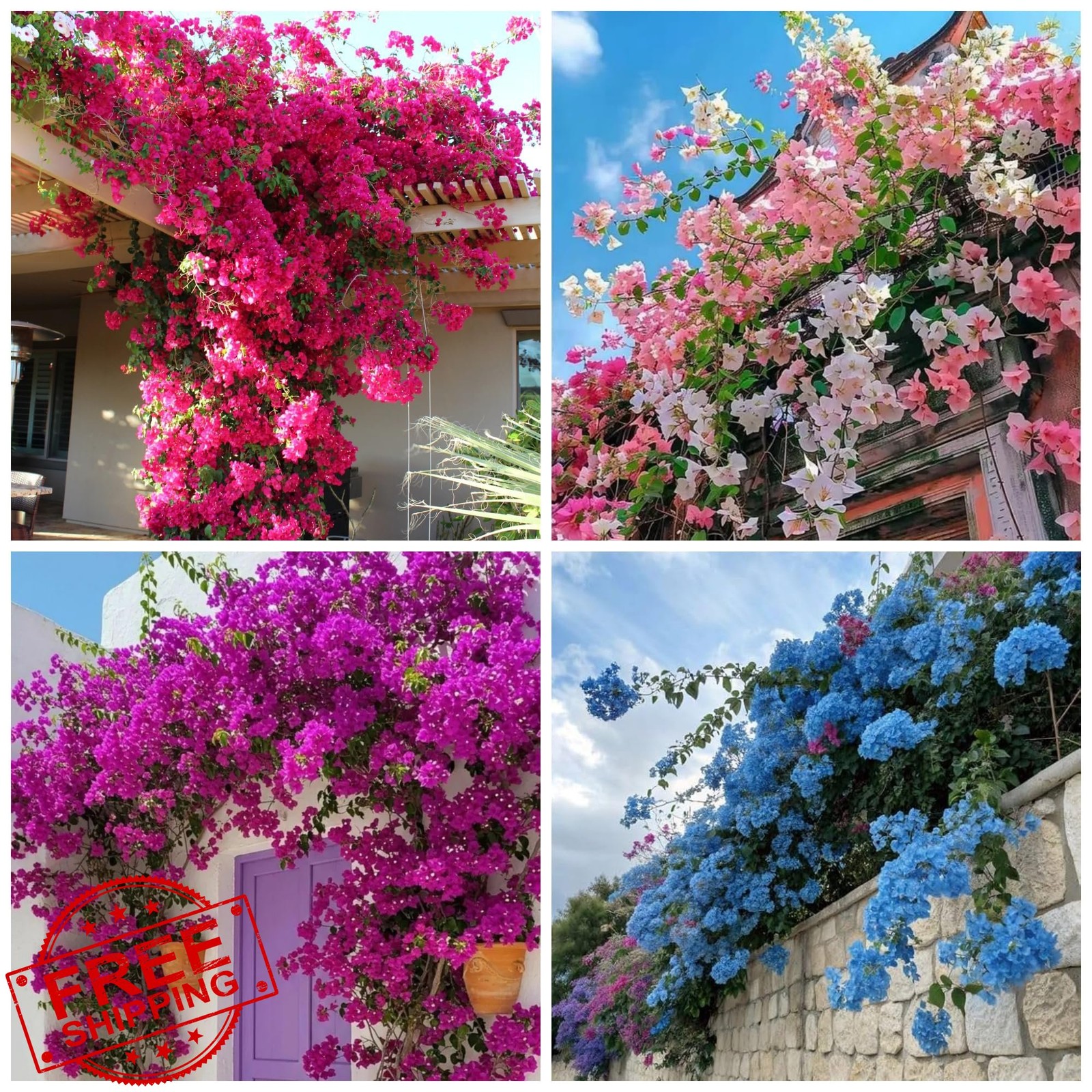 Wivolibe Bougainvillea Seeds 300+ Exotic