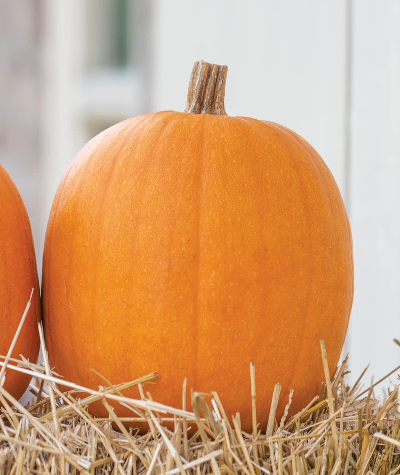 50 JACK O LANTERN PUMPKIN SEEDS / CARVING TYPE / FRESH FOR GARDENS