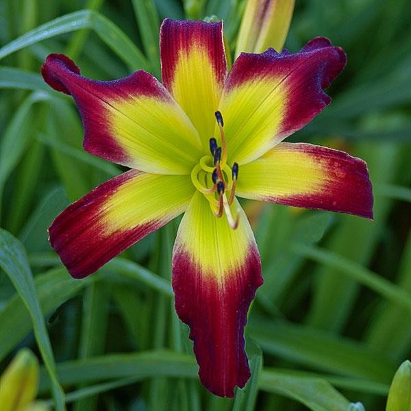 Daylily ~ FIRE HORSE ~ Gorgeous 9″ Blooms ~ Daylilies Plants SF