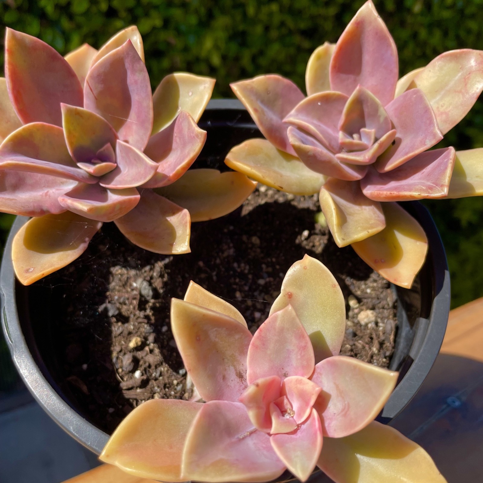 Graptoveria Dusty Rare Succulent Fully Rooted 1-Head Plant Easy Care 1-2 Inch