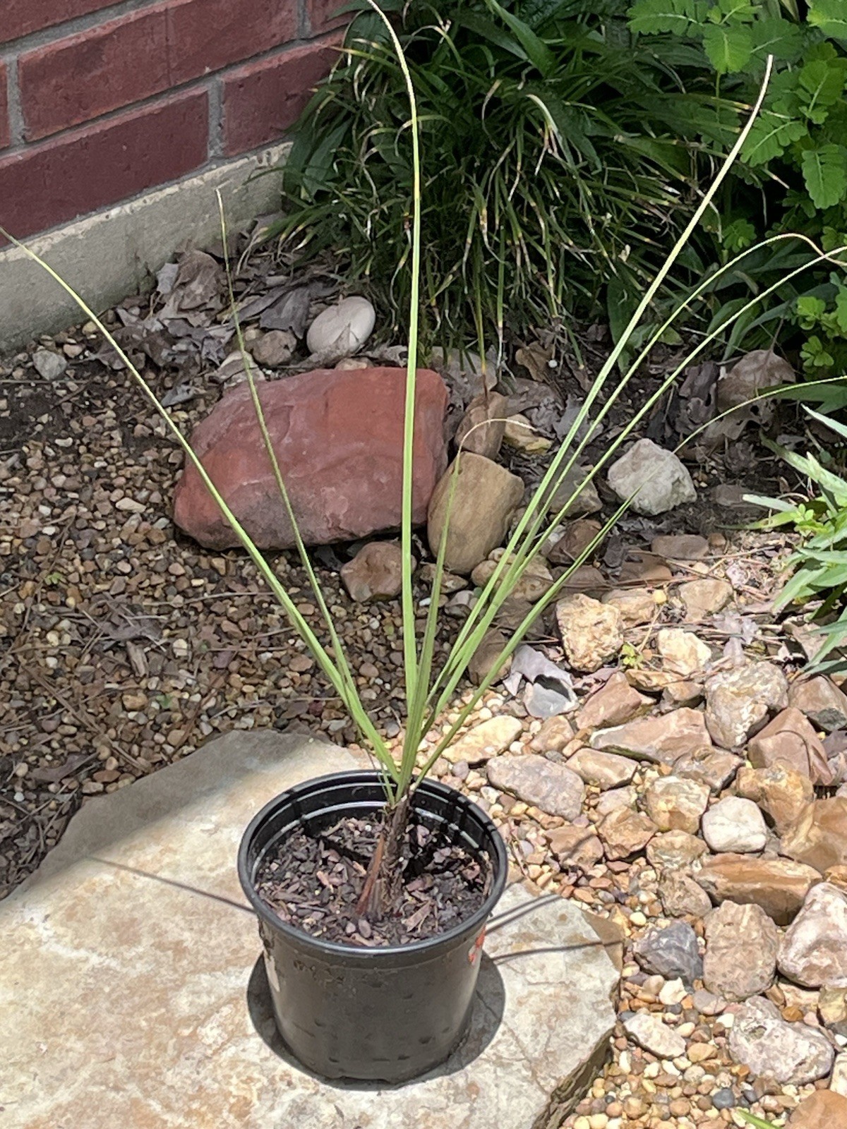 MEDIUM PINDO PALM TREE-LIVE PLANT-18in TALL – BUTIA CAPUTATA JELLY PALM