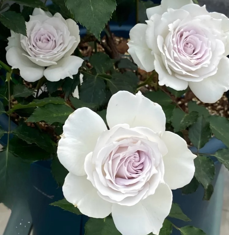 Gabriel Japanese Rose – Fragrant White Lavender Shrub Rose