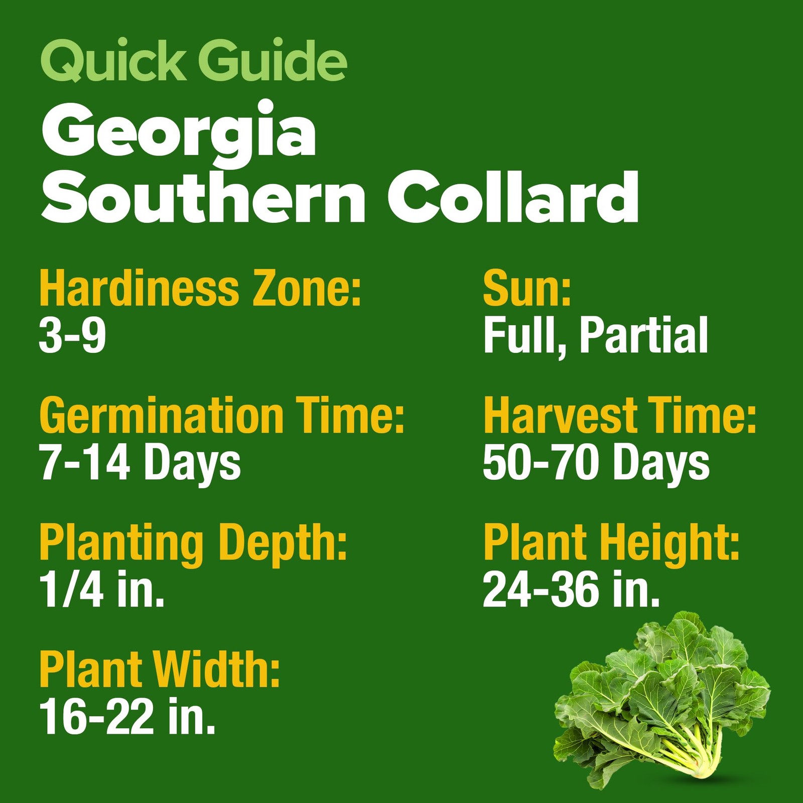 HOME GROWN Georgia Southern Collard Green Seeds 600+ Heirloom NonGMO Seeds fo…