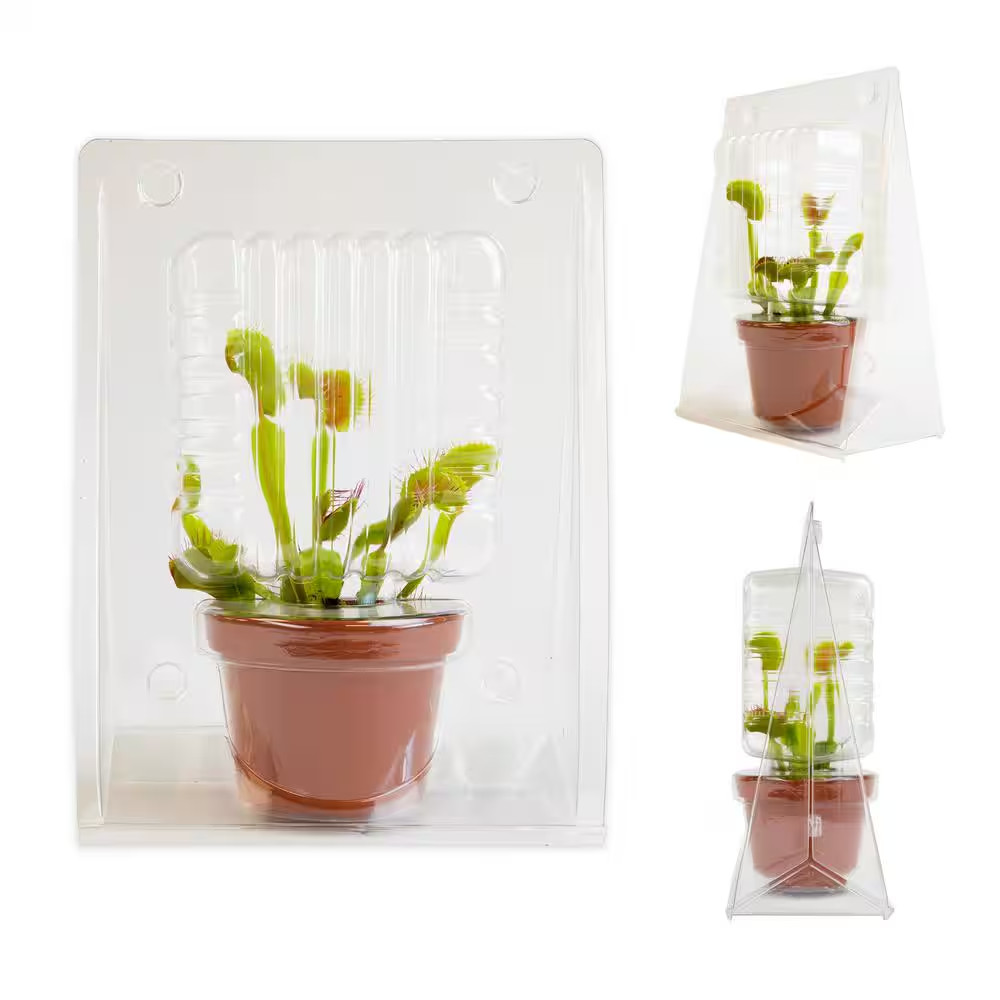 Live Venus Flytrap Carnivorous Plant, Pet Friendly Houseplant, 3 In. Grower Pot,