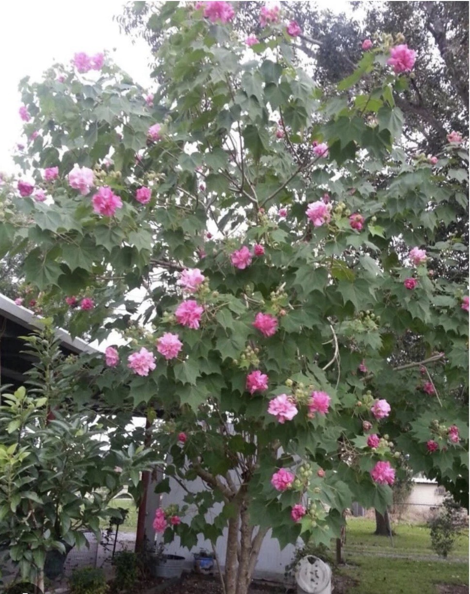 Hibiscus Rose of Sharon Pink & White Flowering Shrub Plant, 1 Pack