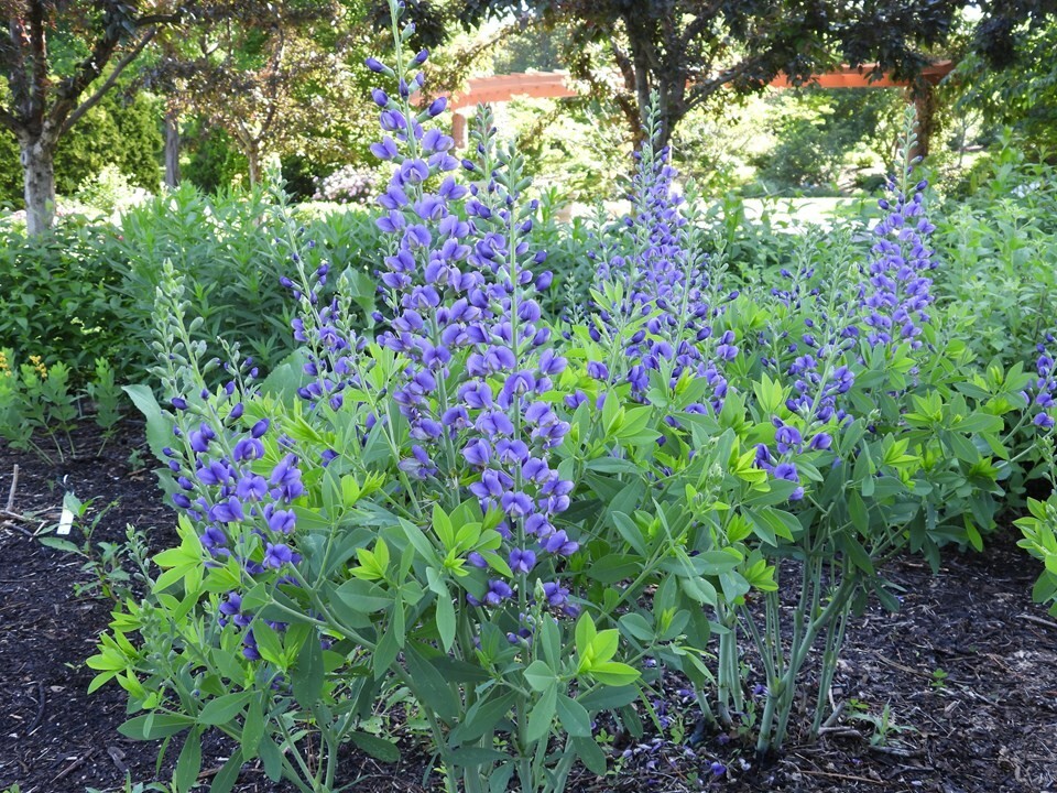 BAPTISIA AUSTRALIS~LIVE BLUE INDIGO PLANT GROWS 3-4 FEET TALL 100’S OF FLOWERS!!