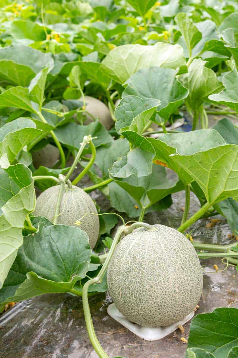 35 HONEY ROCK CANTALOUPE MELON SEEDS ~ heirloomseedguy ~ NON-GMO ~ 2026