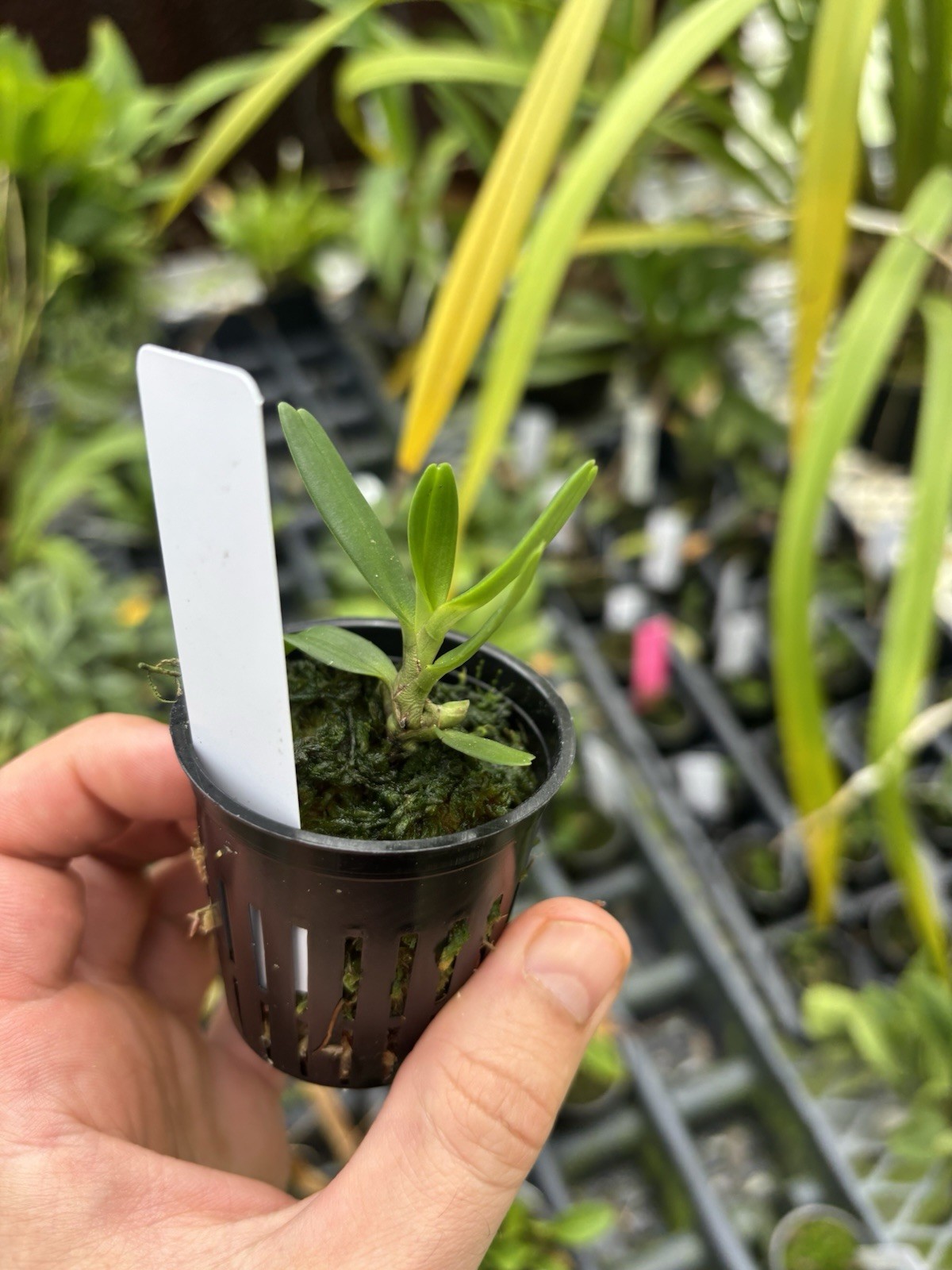 Angraecum dryadum Miniature Uncommon Fragrant Orchid Species
