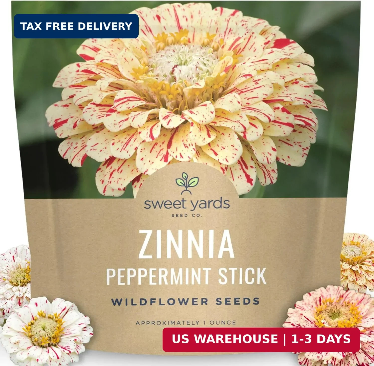 Zinnia Peppermint Stick – Large 1 Ounce Packet – 4,000 Flower Seeds for Planting