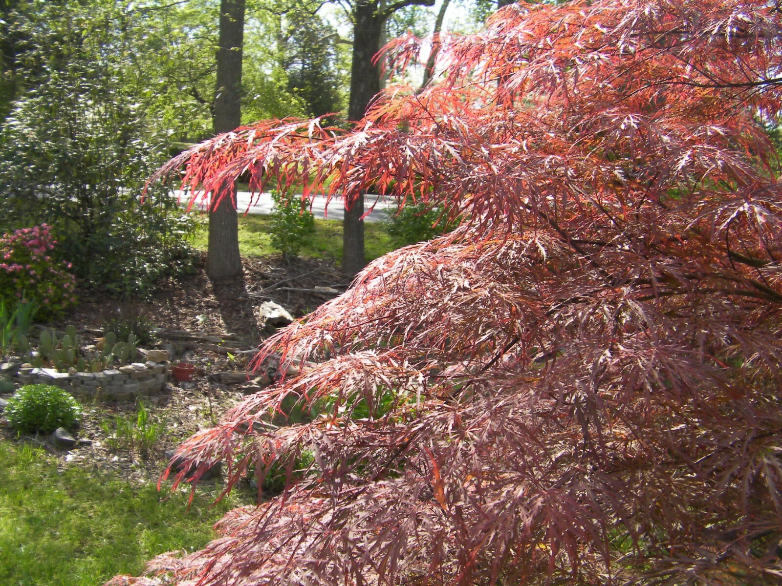 10 thin cuttings Japanese maple weeping tree Garnet for rooting and grafting