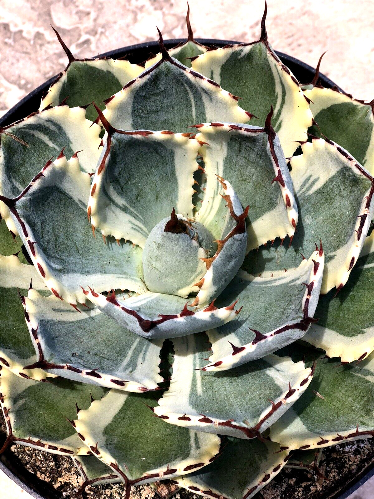Agave Kissho Kan ‘Lucky Crown Century Plant’, Currently In 9” Container