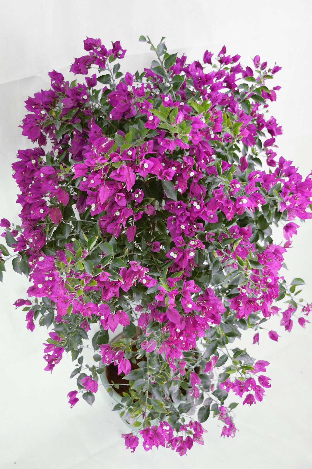 Well Rooted **VIOLET** Live Bougainvillea starter/plug plant*