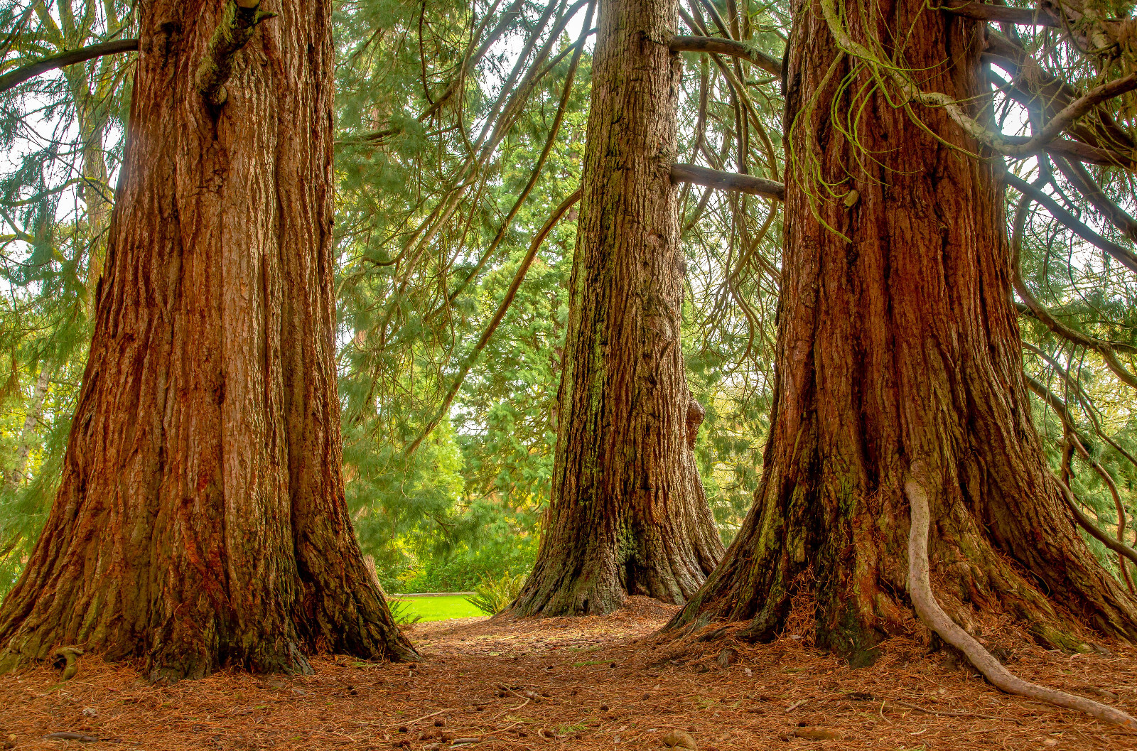 Port Orford Cedar- 10-16 in. Trees-Chamaecyparis lawsoniana- Seedlings