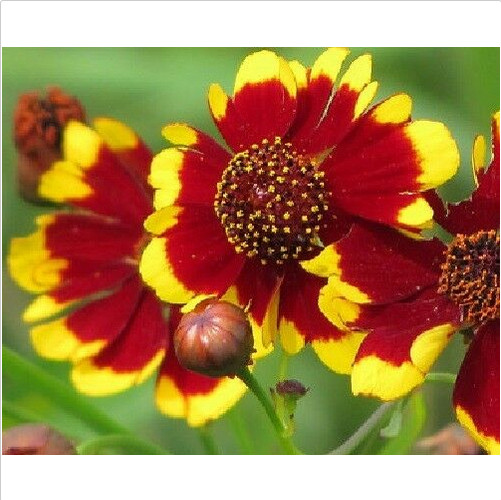 325 Seeds PLAINS COREOPSIS Tinctoria Calliopsis Native Heirloom Wildflower Plant