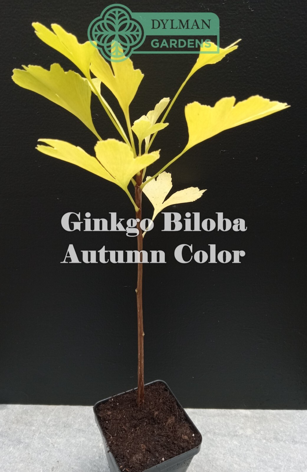 Ginkgo Biloba Tree – Maidenhair Tree – Living Fossil Tree – Multiple Sizes