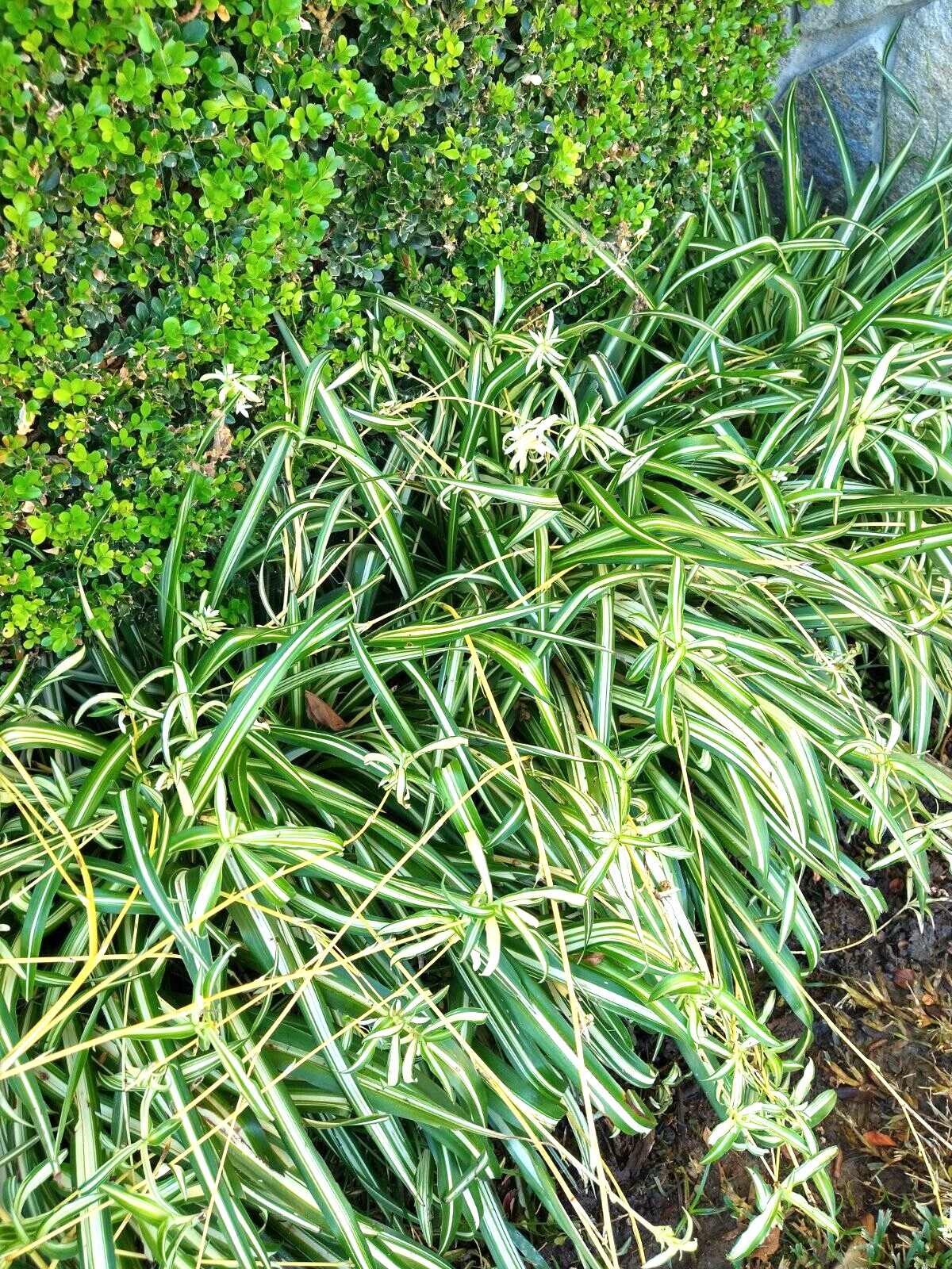 Lot 15 SPIDER PLANT cuttings young roots * Chlorophytum Comosum