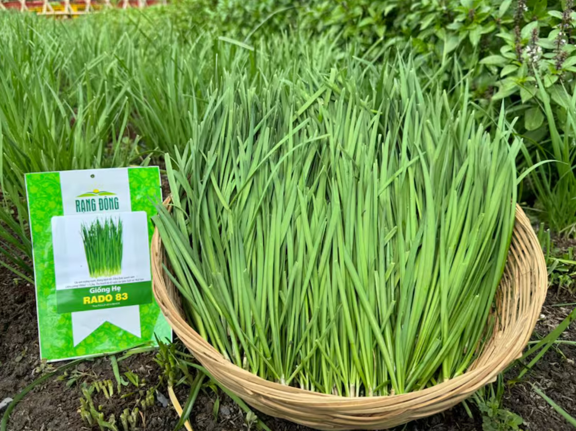 Chives Seeds – 1g – Garlic Chives – Hẹ Lá – Popular Asian Herb