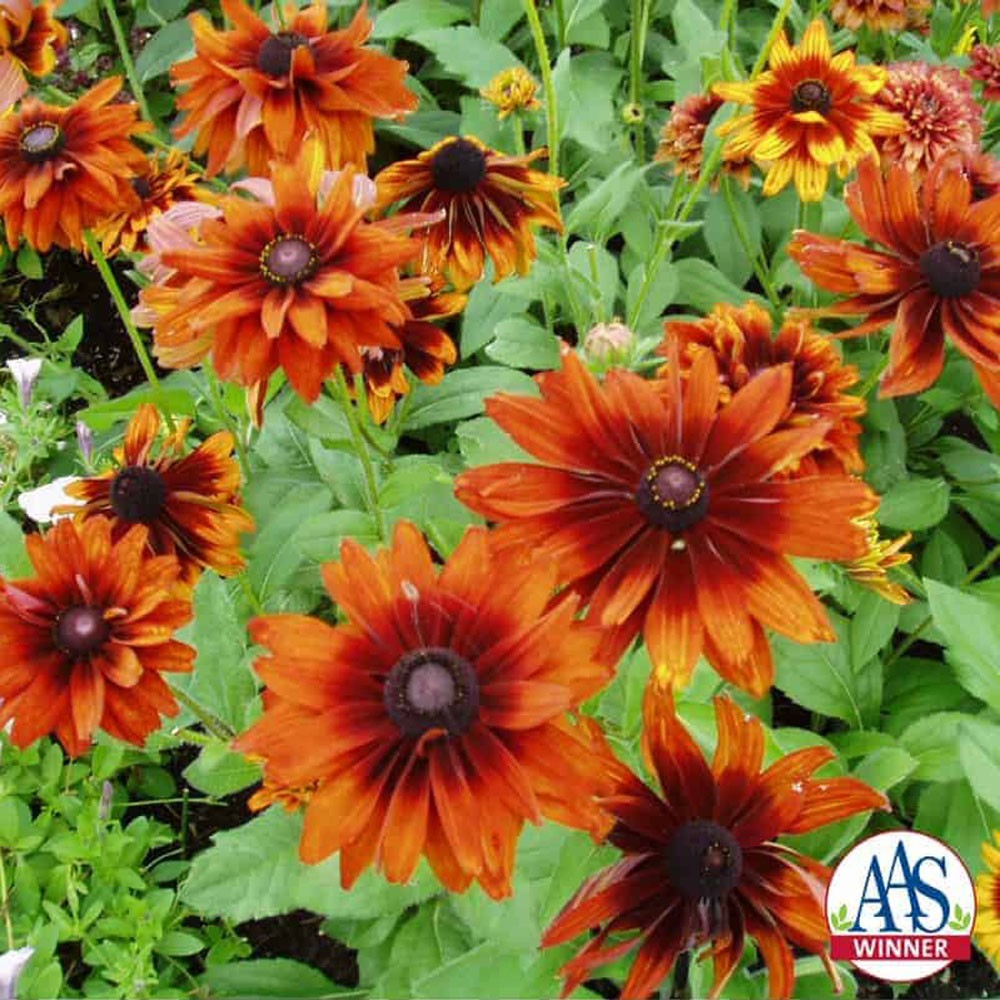 200 Seeds Rudbeckia Hirta Cherokee Sunset AAS Winner Flower Seeds
