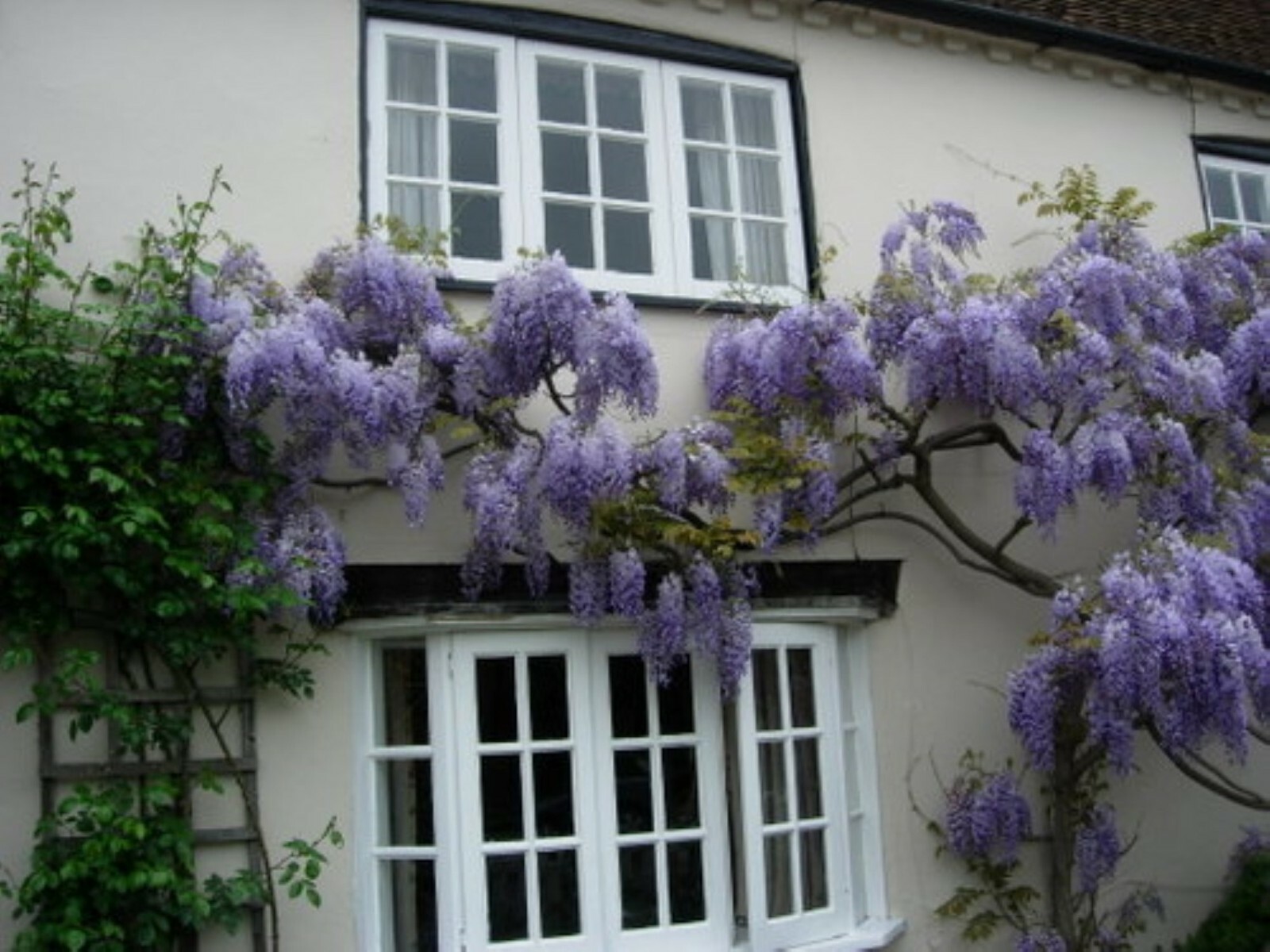 WISTERIA Blue Moon, Purple Flower Fragrant, well rooted seedling 1 yo