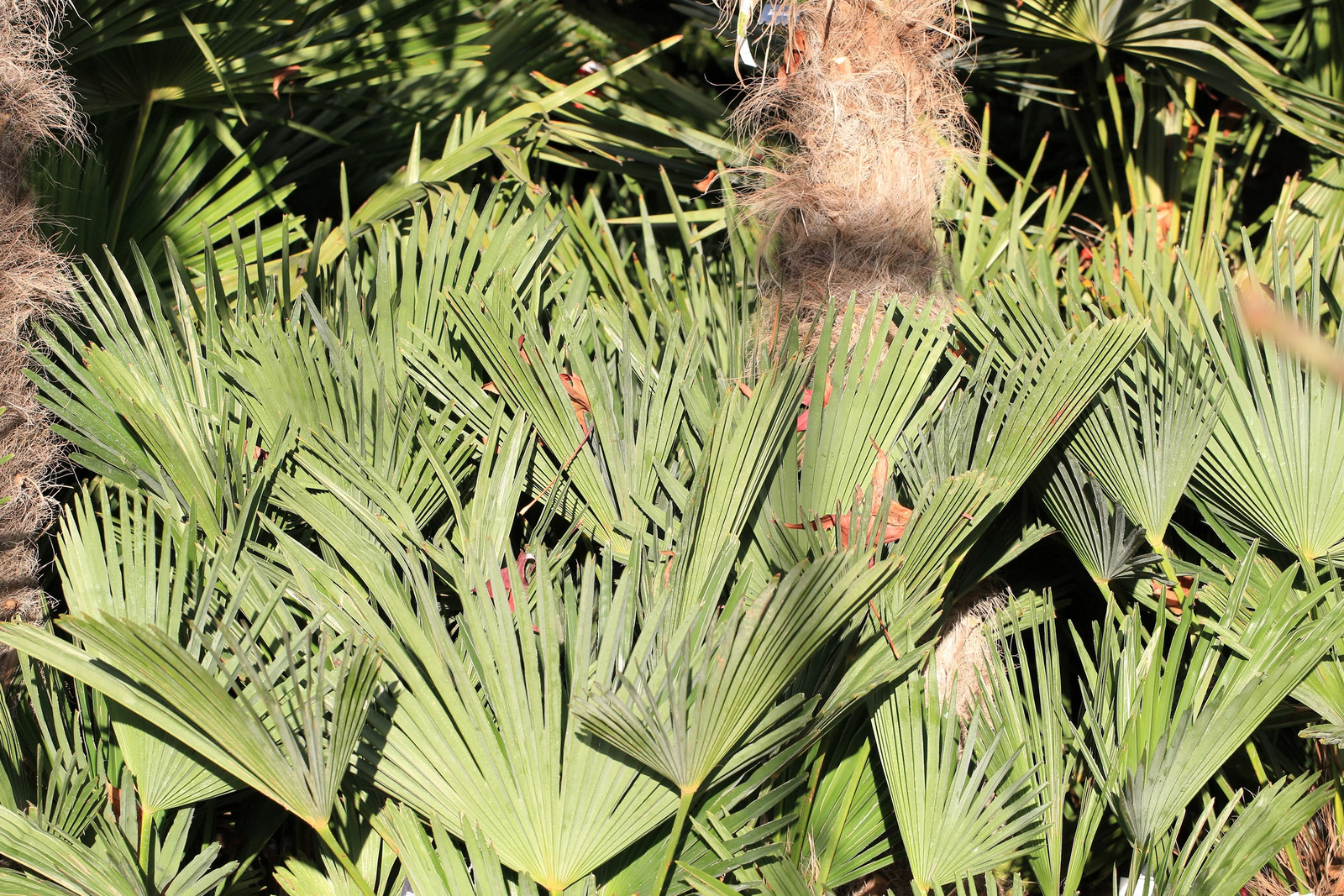 10 WAGNER WINDMILL PALM Trachycarpus Fortunei Wagnerianus Tree Houseplant Seeds
