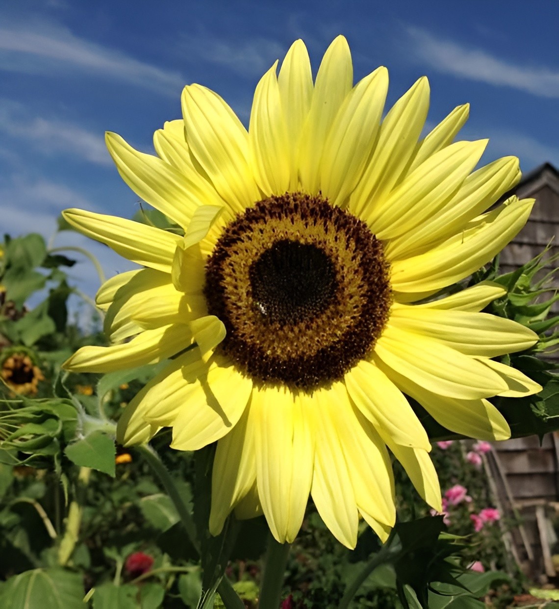50 Lemon Queen Sunflower Seeds – Beautiful, Heirloom, Stunning Yellow Blooms