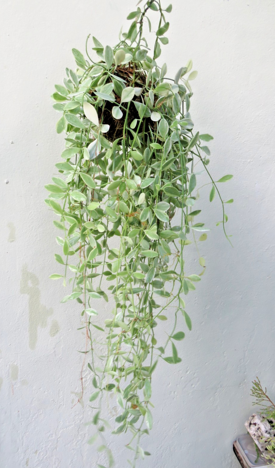 Dischidia oiantha, Live Variegated Topical Vine indoors in natural Coconut Shell
