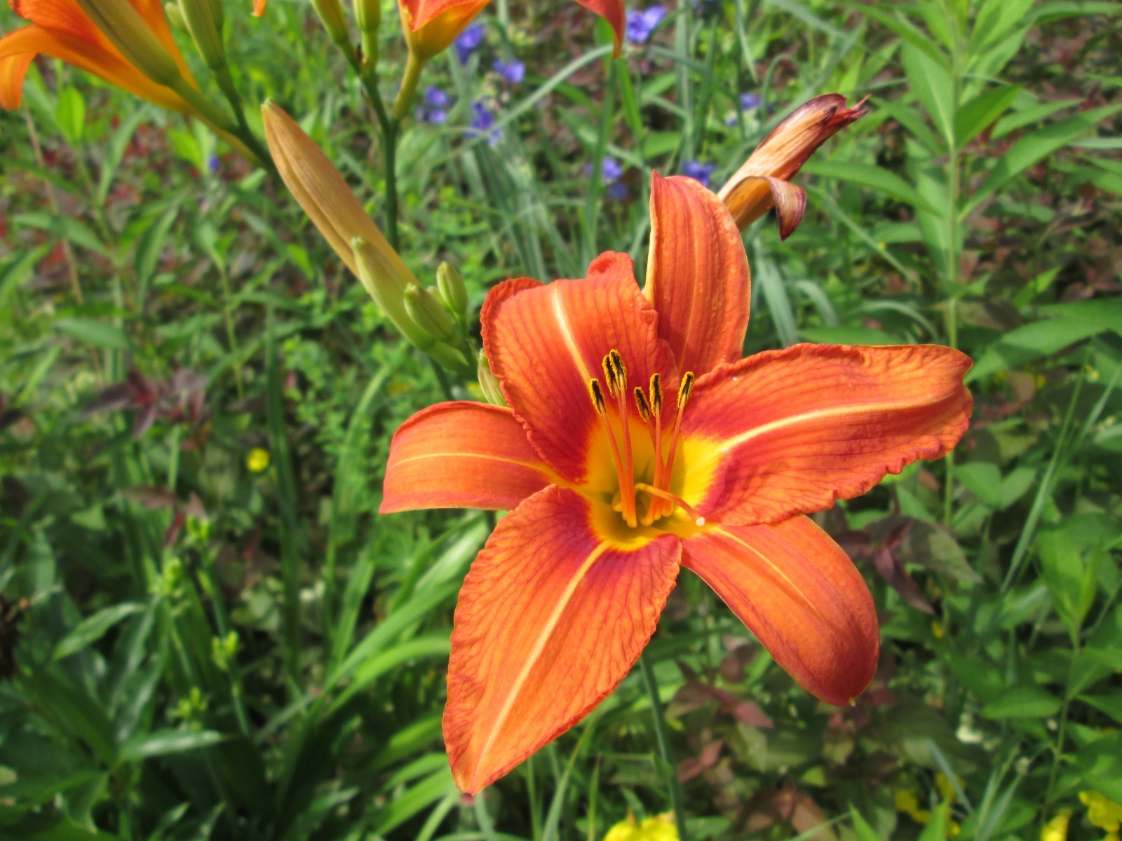 large 6 in Orange Daylily hybrid yellow stripe lot of 10