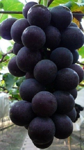 GRAPE “KYOHO” 3 grape vines cuttings