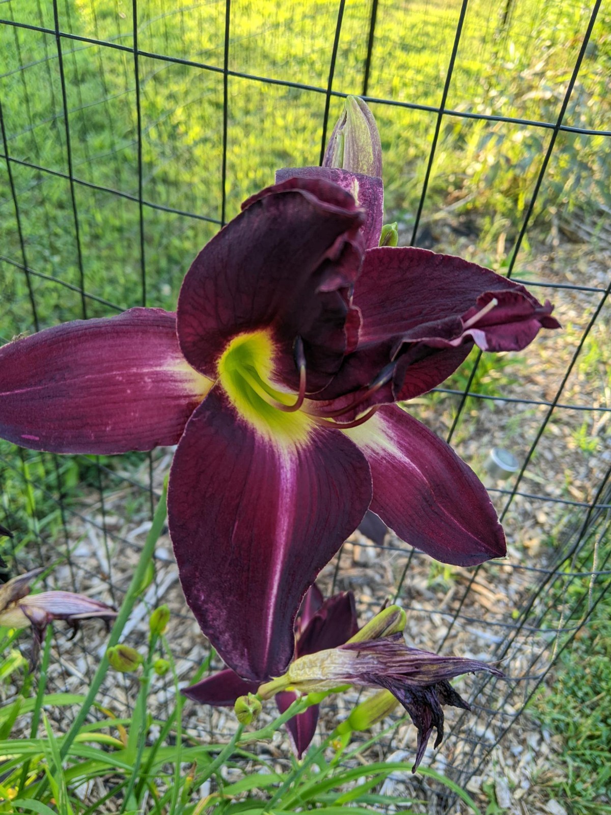 DAYLILY CAMEROON NIGHT – Gorgeous Dark Purple with Green Throat – 2 Fans