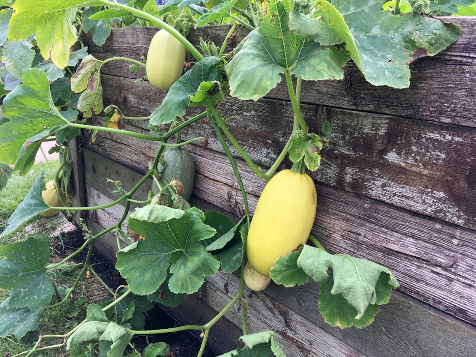 Yellow Spaghetti Squash Seeds | Vegetable Fall Winter Garden Pumpkin Seed 2024