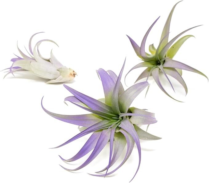 Purple Tillandsia Air Plants – Color Enhanced Easy Care Indoor/Outdoor Decor