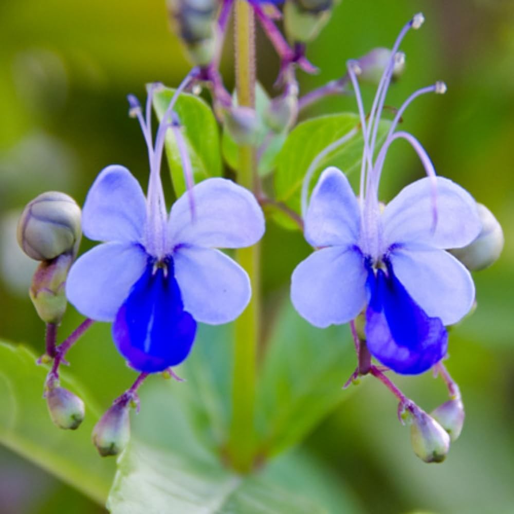3 Mixed Clerodendrum Bleeding Heart Plants Live, 5-10 Inch Height