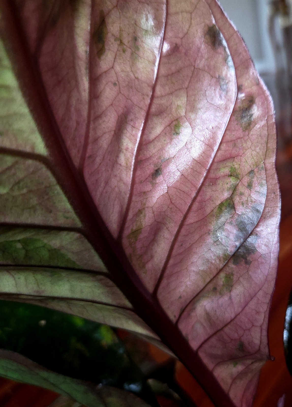 Rare Anthurium Hookeri Pink Diamond Aurora 19″ Tall Not Monstera Philodendron