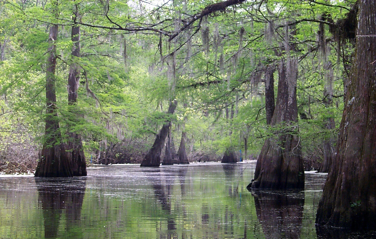 Bald Cypress, Taxodium distichum, Tree Seeds (Fast, Fall Colors, Hardy)